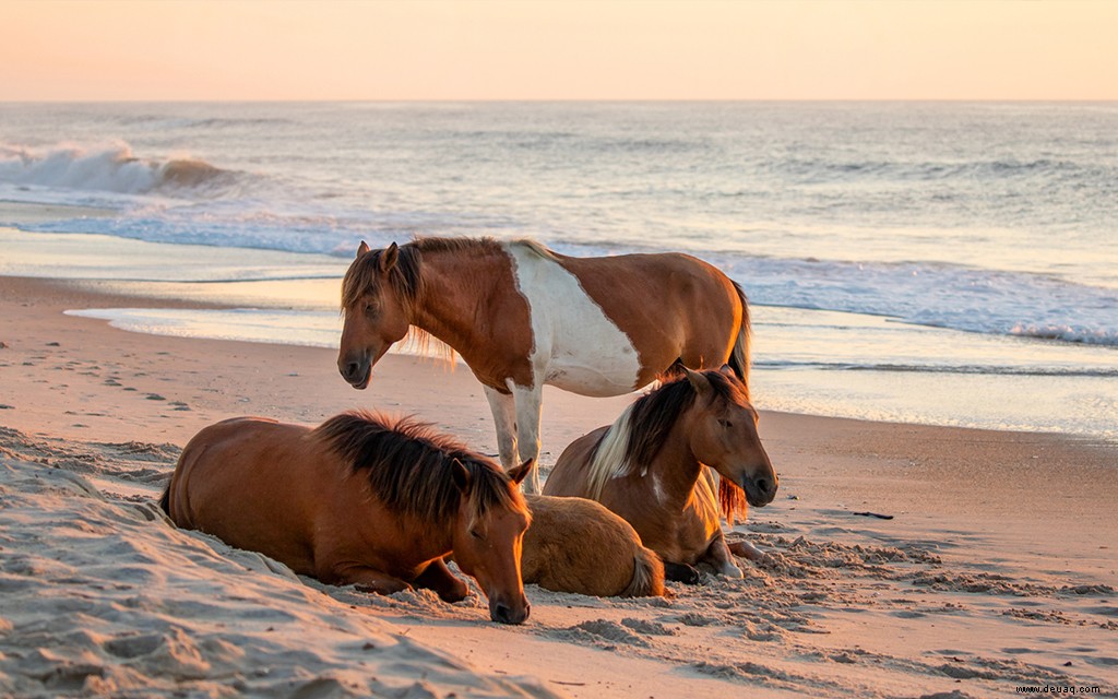 9 Top-Aktivitäten für Familien in Ocean City, Maryland 