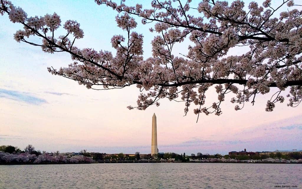 Ultimativer Leitfaden für das National Cherry Blossom Festival in Washington, D.C. 