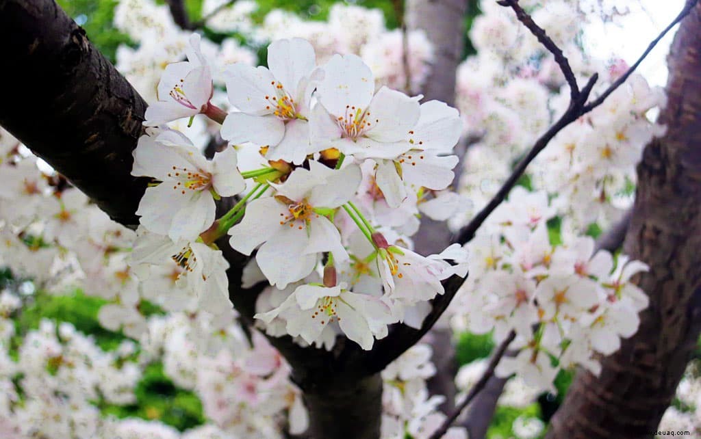 Ultimativer Leitfaden für das National Cherry Blossom Festival in Washington, D.C. 