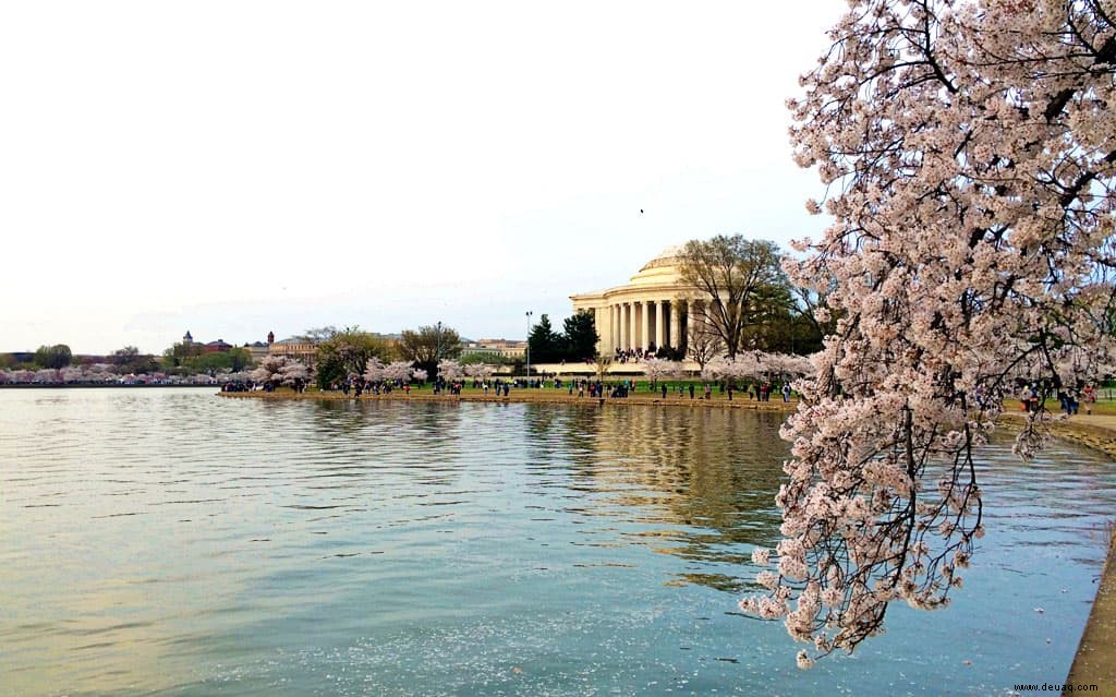 Ultimativer Leitfaden für das National Cherry Blossom Festival in Washington, D.C. 