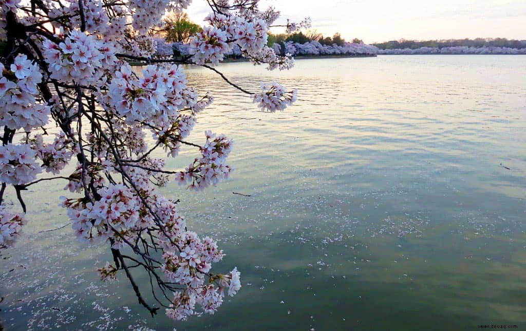 Ultimativer Leitfaden für das National Cherry Blossom Festival in Washington, D.C. 