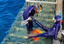 Wie man das Great Barrier Reef mit Kindern erlebt 