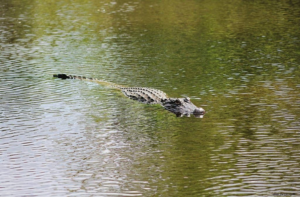 Bucket List Orlando:15 Dinge, die Sie nicht verpassen dürfen 