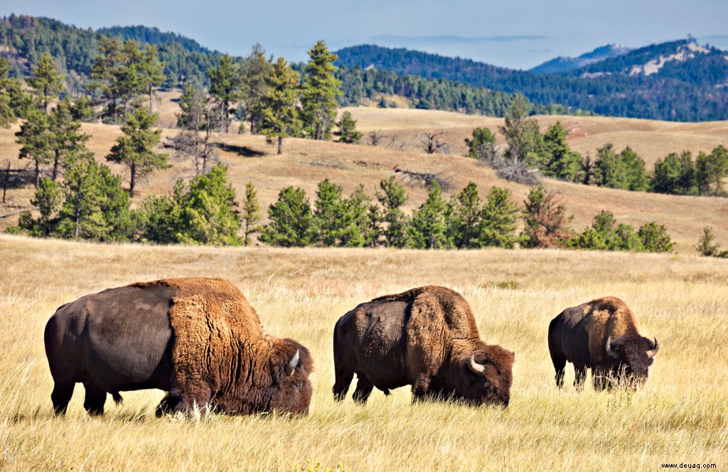 Die ultimative Bucket List für South Dakota:12 Dinge, die jeder Reisende tun muss 