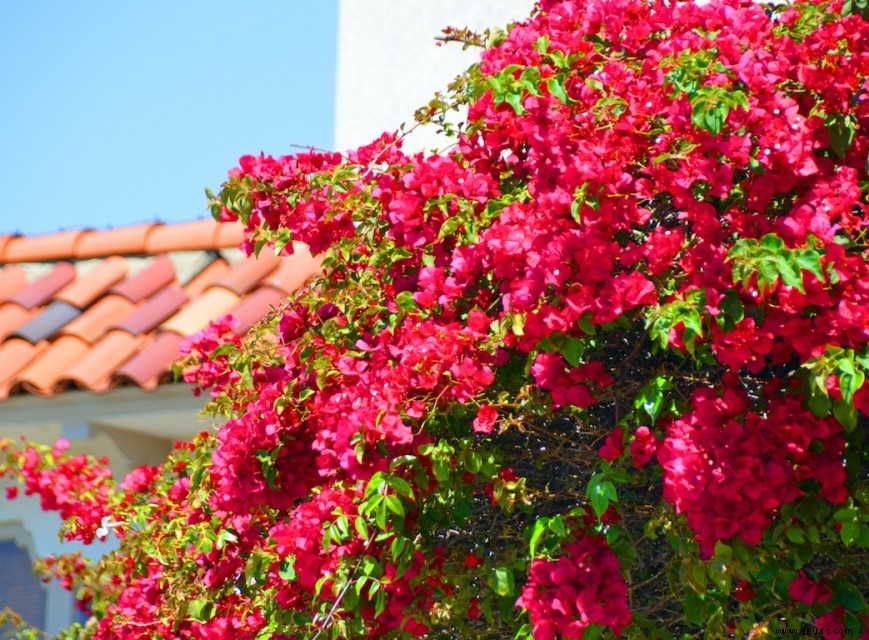 Romance Blossoms in San Diego 