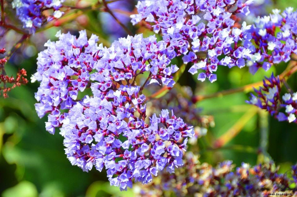 Romance Blossoms in San Diego 