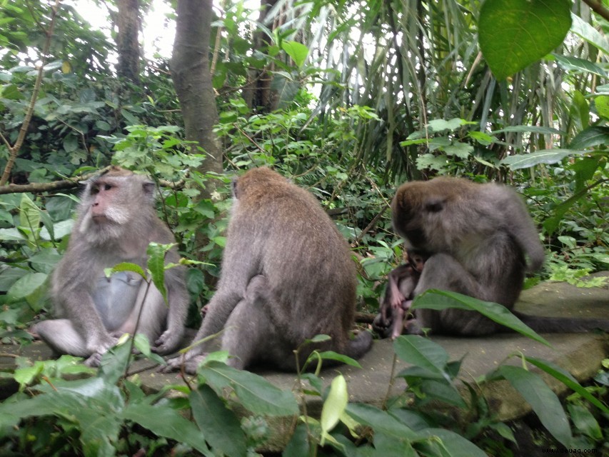 Top 6 Aktivitäten in Ubud, Bali 