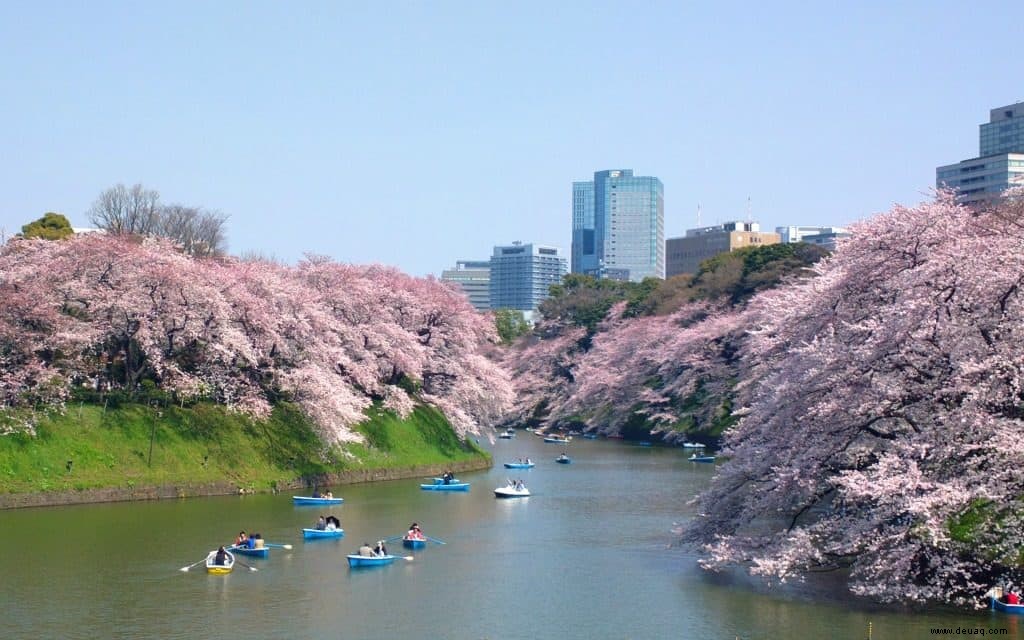 5 Arten, die Kirschblüten in Tokio zu genießen