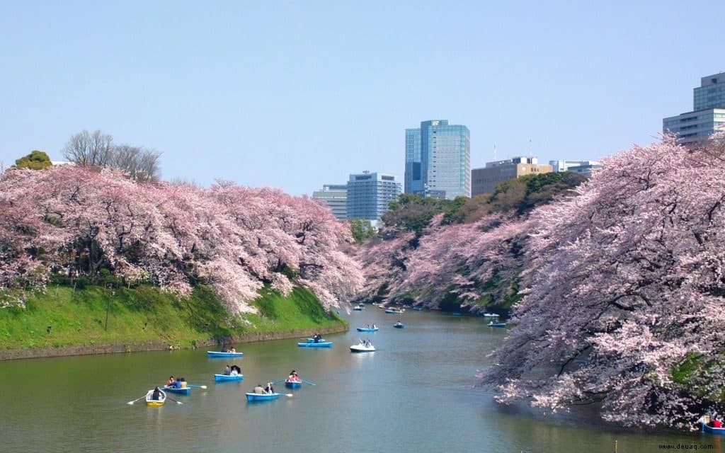 5 Arten, die Kirschblüten in Tokio zu genießen 