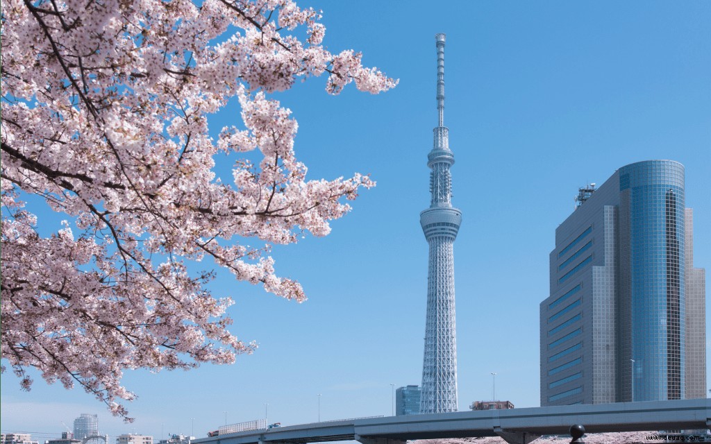 5 Arten, die Kirschblüten in Tokio zu genießen 