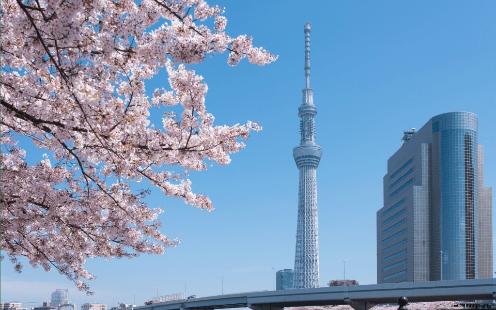 5 Arten, die Kirschblüten in Tokio zu genießen