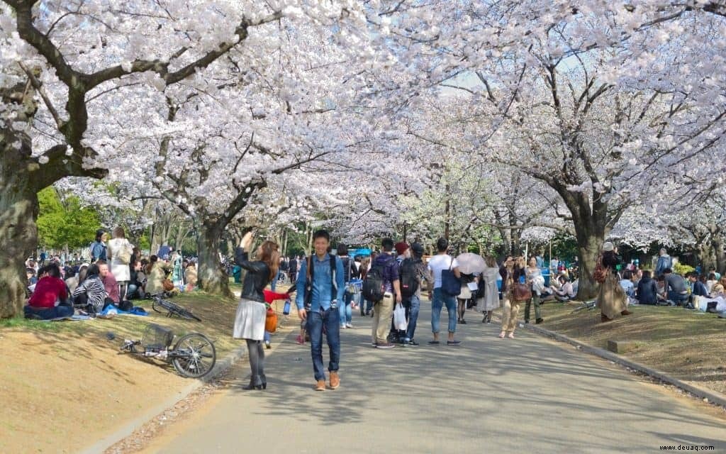 5 Arten, die Kirschblüten in Tokio zu genießen