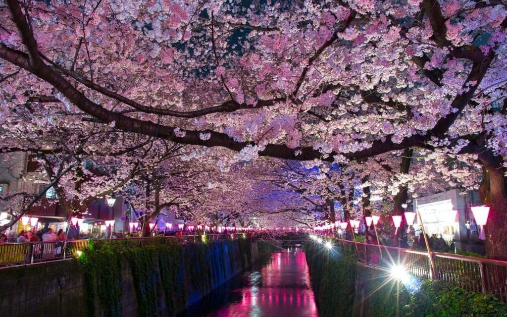 5 Arten, die Kirschblüten in Tokio zu genießen