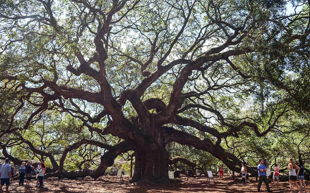 Sechs Möglichkeiten, Charleston wirklich kennenzulernen 