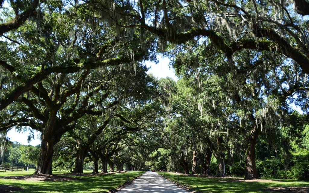 Erstbesucher-Leitfaden für Charleston 