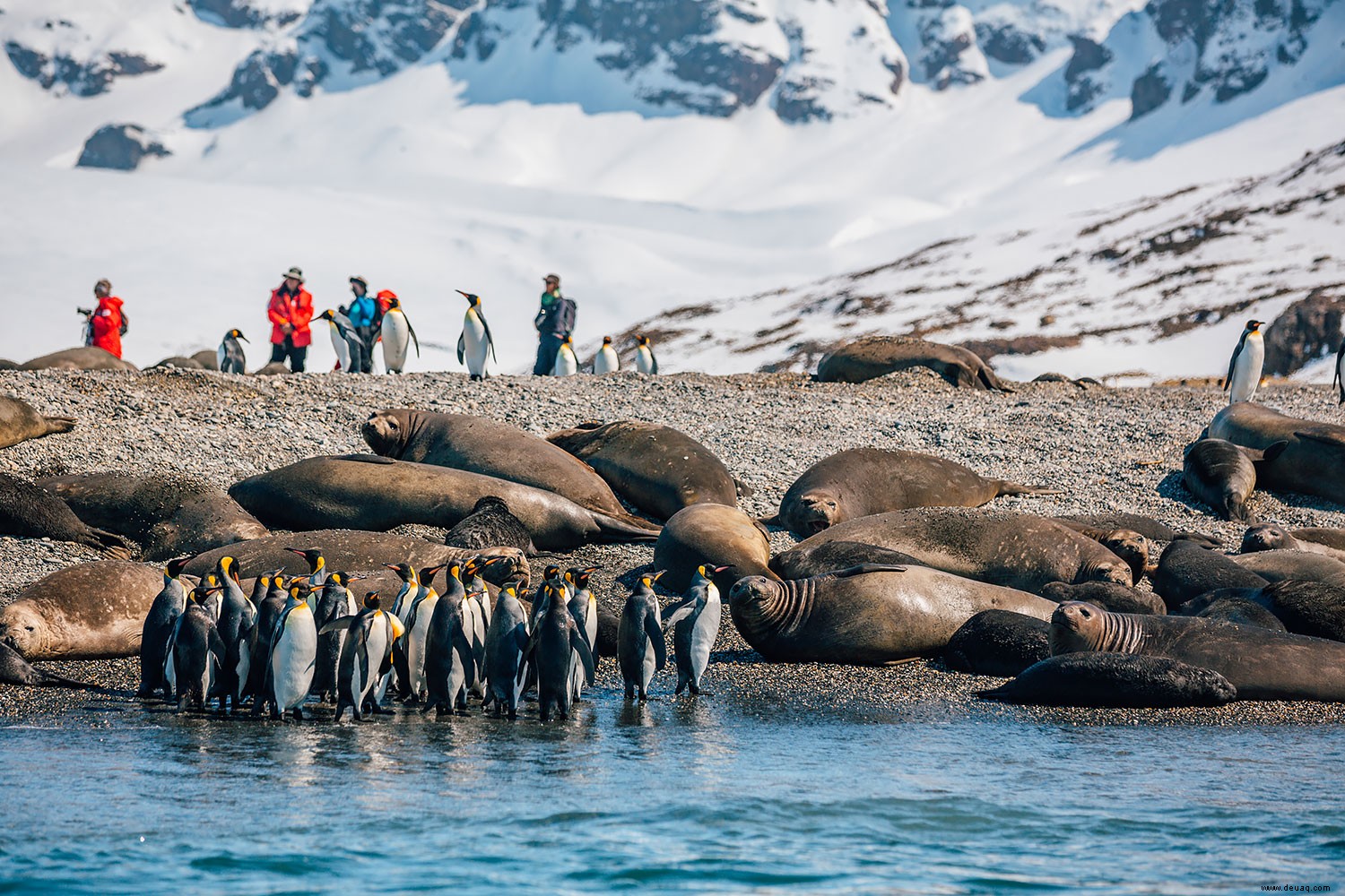 5 atemberaubende Sehenswürdigkeiten auf Südgeorgien:Pinguine, Robben und Geisterstädte! 