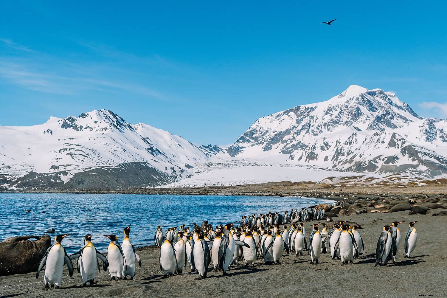 5 atemberaubende Sehenswürdigkeiten auf Südgeorgien:Pinguine, Robben und Geisterstädte! 