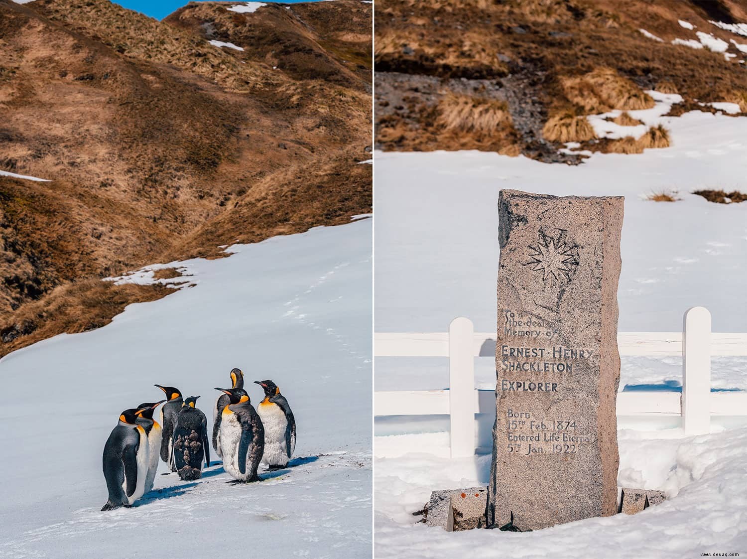 5 atemberaubende Sehenswürdigkeiten auf Südgeorgien:Pinguine, Robben und Geisterstädte! 