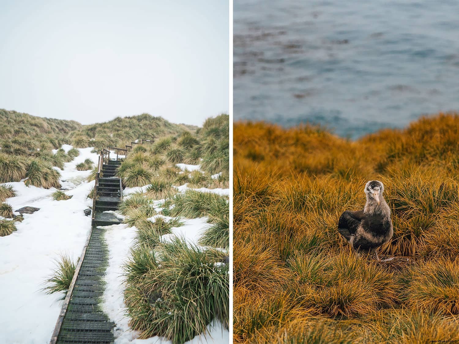 5 atemberaubende Sehenswürdigkeiten auf Südgeorgien:Pinguine, Robben und Geisterstädte! 