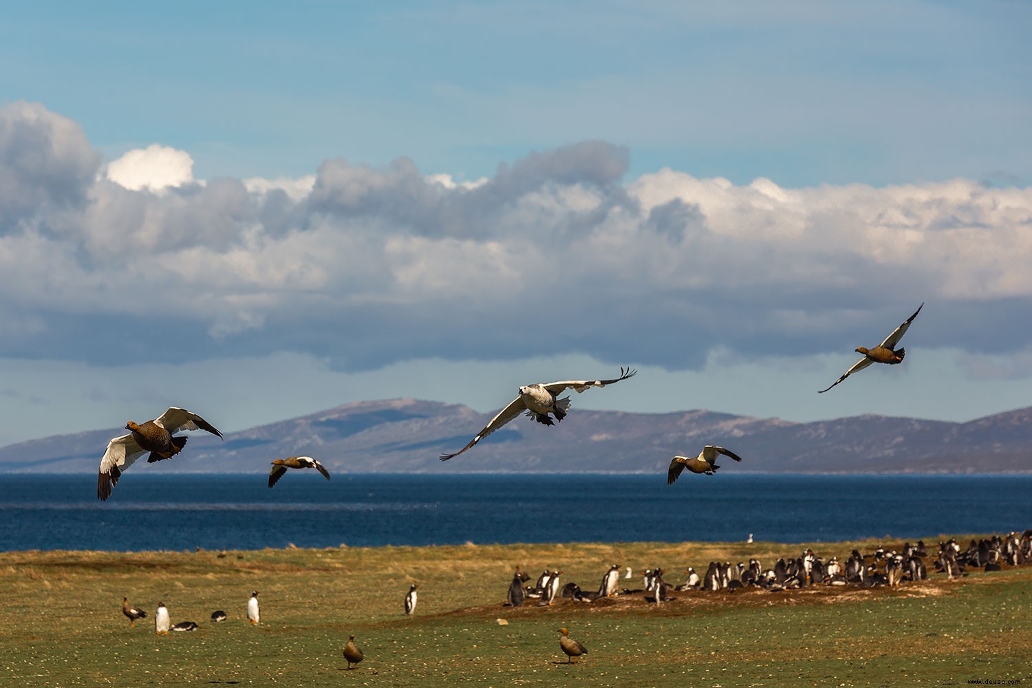5 fantastische Sehenswürdigkeiten auf den Falklandinseln! 