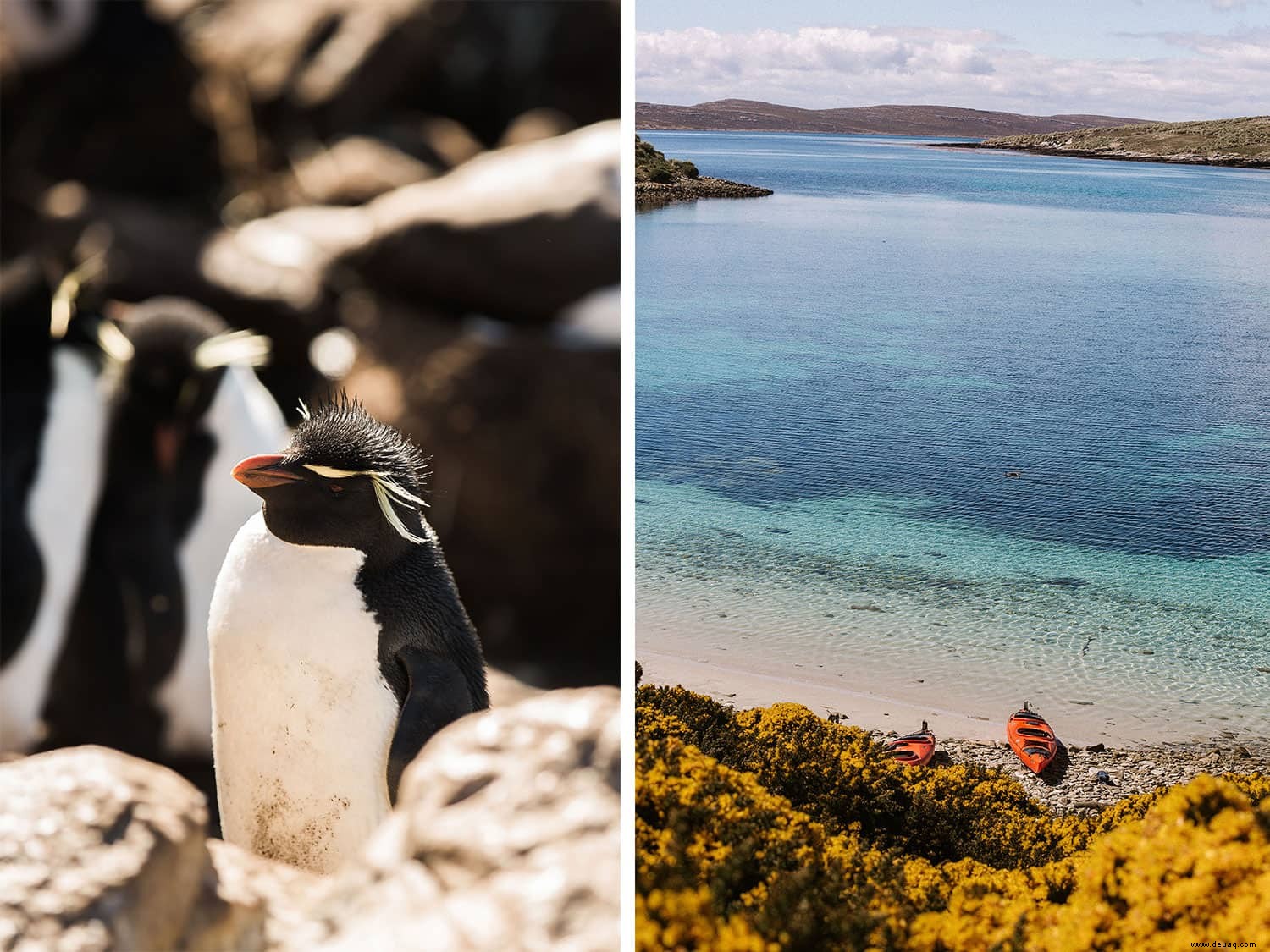 5 fantastische Sehenswürdigkeiten auf den Falklandinseln! 