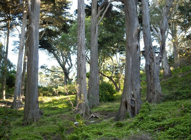 10 wunderschöne Parks und Grünflächen in San Francisco 