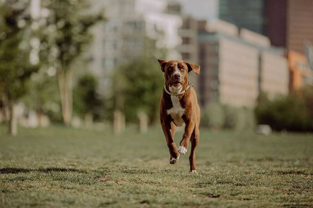 18 Gründe für einen Lauf mit einem Hund 