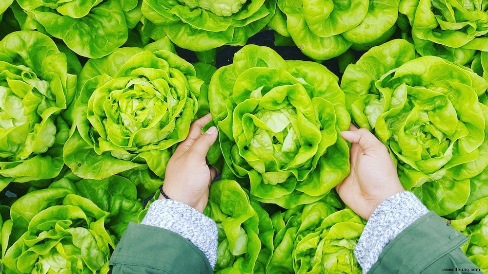 Gesundes Essen mit kleinem Budget 11 Möglichkeiten, die Ernährung zu verbessern und gleichzeitig die Kosten zu senken 