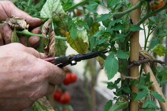 Tomatenfäule 