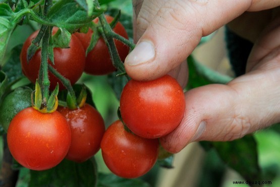 Tomatenfäule 