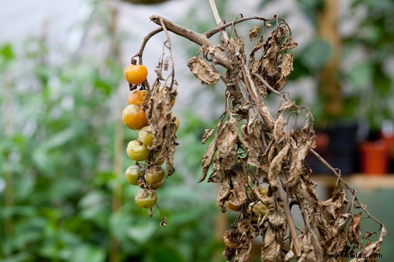 Tomatenfäule 