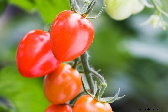 Tomatenfäule 