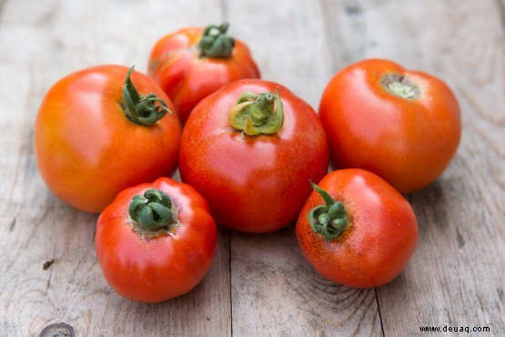 Tomatenfäule 