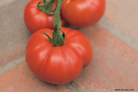 Tomatenfäule 