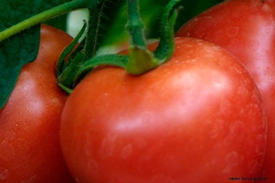 Tomatenfäule 