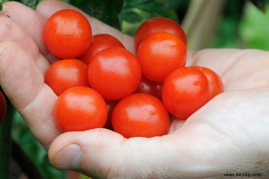 Tomatenfäule 