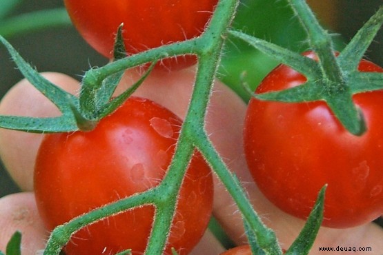 Tomatenfäule 