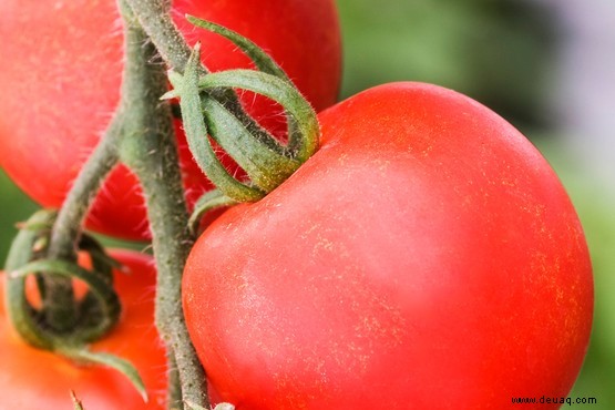 Tomatenfäule 