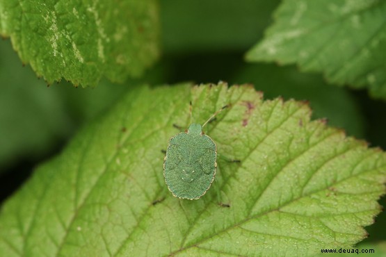 Was ist ein Green-Shield-Bug? 