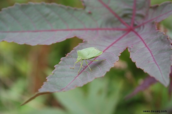 Was ist ein Green-Shield-Bug? 