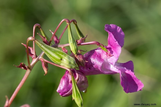 Was ist Himalaya-Balsam? 