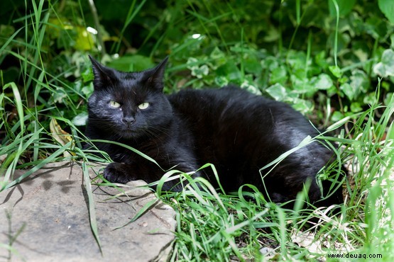 So halten Sie Katzen von Ihrem Garten fern 