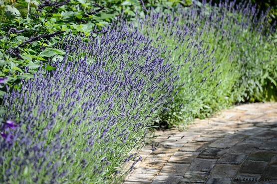 So halten Sie Katzen von Ihrem Garten fern 