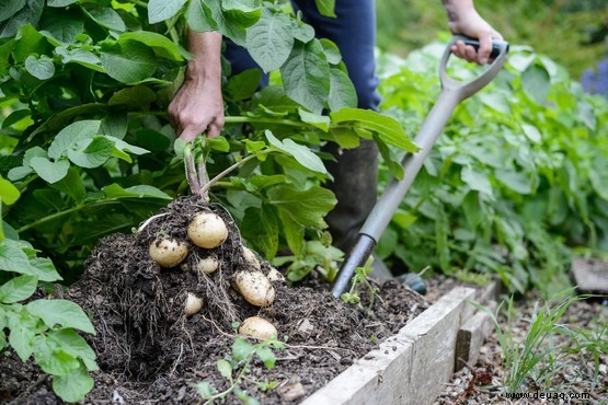 Wie man Kartoffelfäule stoppt 