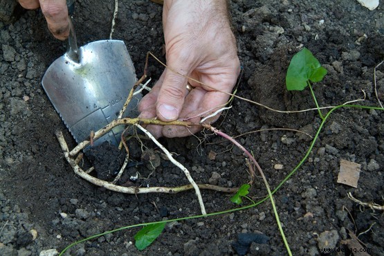 Umgang mit Bindekraut 