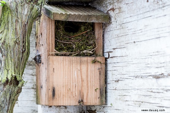 Gefahren für Gartenvögel 