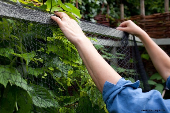 Gefahren für Gartenvögel 