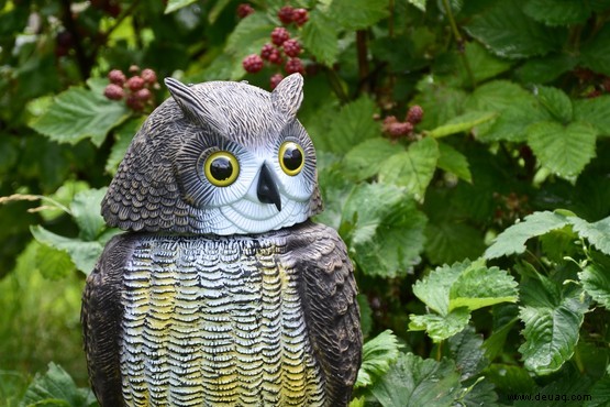 Wie man graue Eichhörnchen abschreckt 