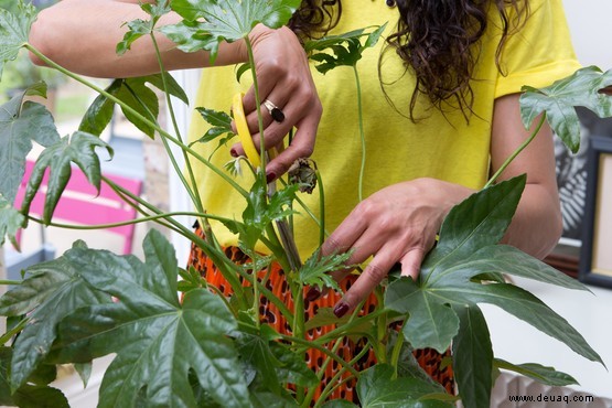 Wie man Fatsia japonica anbaut 