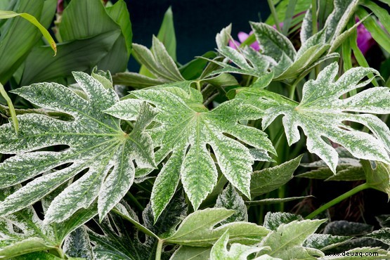 Wie man Fatsia japonica anbaut 